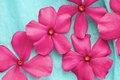 pink-flowers-over-blue-aqua-background-34033340